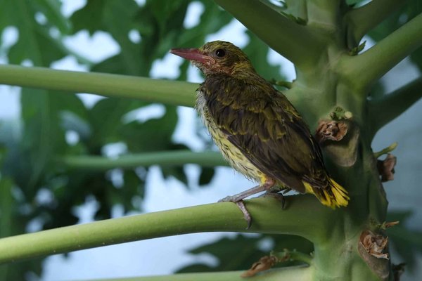 Comment développer un programme de conservation des zones humides pour les oiseaux migrateurs ?